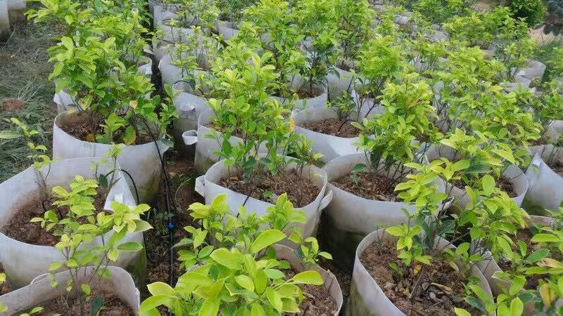 大棚溫室灌溉25PE管 大棚噴灌PE管 蔬菜噴灌設(shè)備專用pe管廠家示例圖15