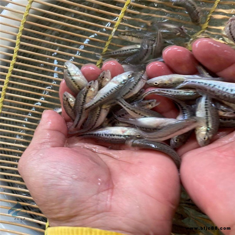 加州鱸冬苗價格 路亞鱸魚苗 加州鱸水花生長速度快
