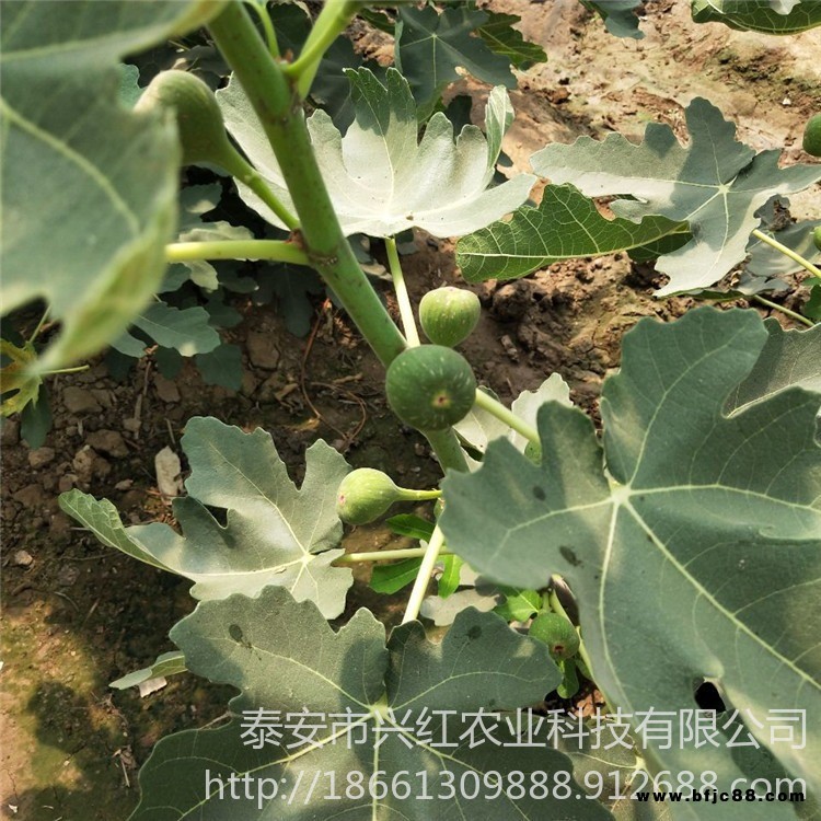 布蘭瑞克無花果苗價(jià)格、布蘭瑞克無花果苗基地、布蘭瑞克無花果苗出售