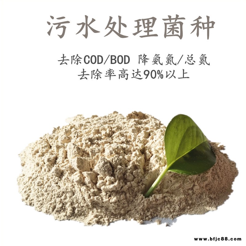 阿拉善盟cod降解菌種生活污水專用掛膜快開碧源