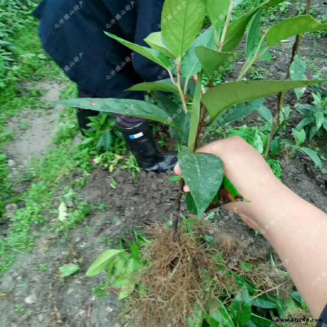超人氣水果布福娜種植，供應布福娜 布福娜種苗 高產優質成活率高