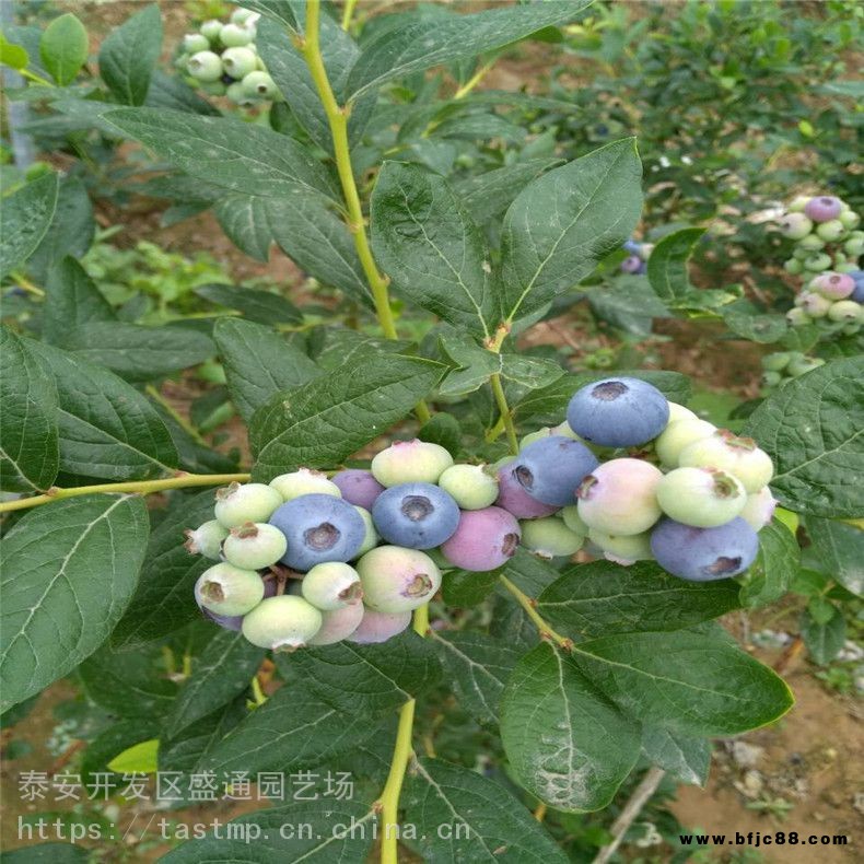 布里吉塔藍莓苗成活率高 全國熱銷布里吉塔藍莓苗價格 布里吉塔藍莓苗批發基地