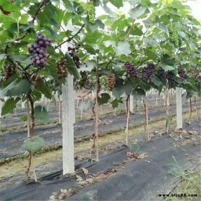 江蘇園林蓋草布價(jià)格 農(nóng)業(yè)種植果園防草地布規(guī)格 宇潤pp防草地布價(jià)格