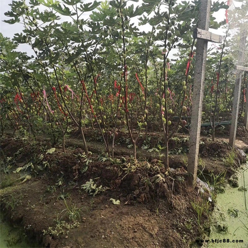2公分布蘭瑞克無花果苗、山東華辰園藝場布蘭瑞克無花果樹苗