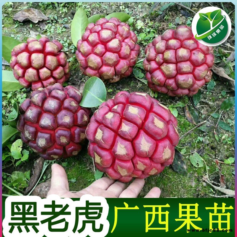 廣西環球果苗場銷售黑老虎苗布福娜苗苗木黑老虎苗布福娜苗價格