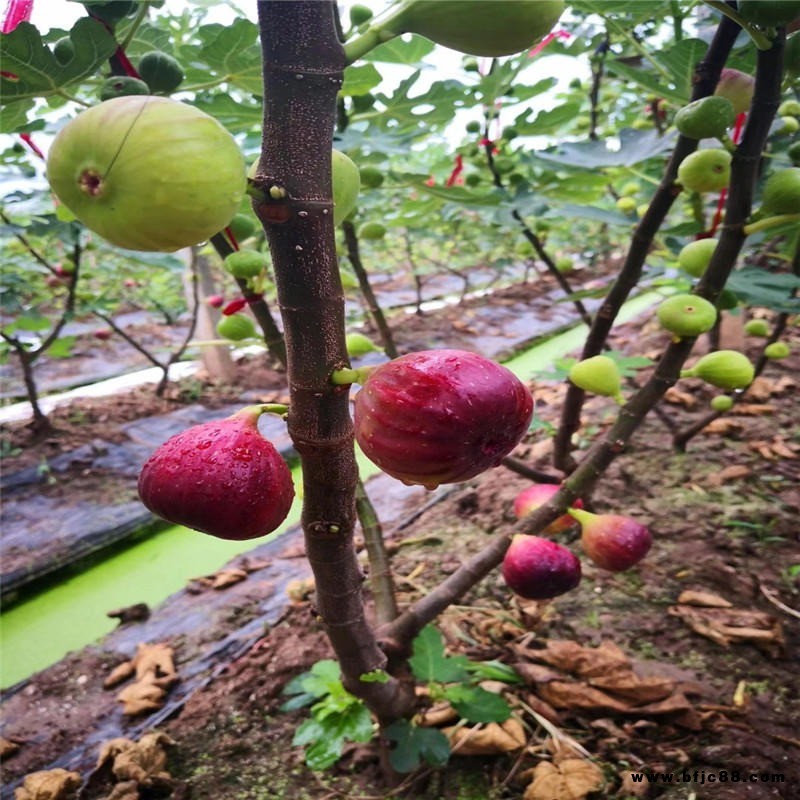 華辰園藝場布蘭瑞克無花果樹苗價格  布蘭瑞克無花果樹苗產地批發