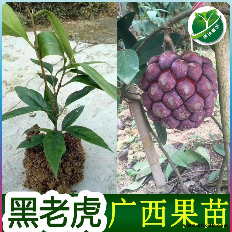 欽州黑老虎苗布福娜苗批發正宗黑老虎苗布福娜苗嫁接品種 環球果苗場